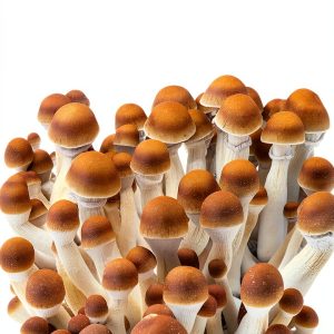 Fungi Guide Kindle Edition Quick American Archives-0